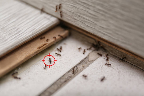 Best Termite Inspection and Treatment  in Bellevue, OH